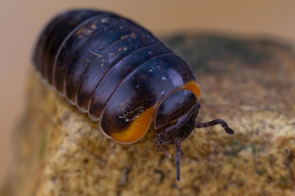 Glomeridae - Glomeris romana